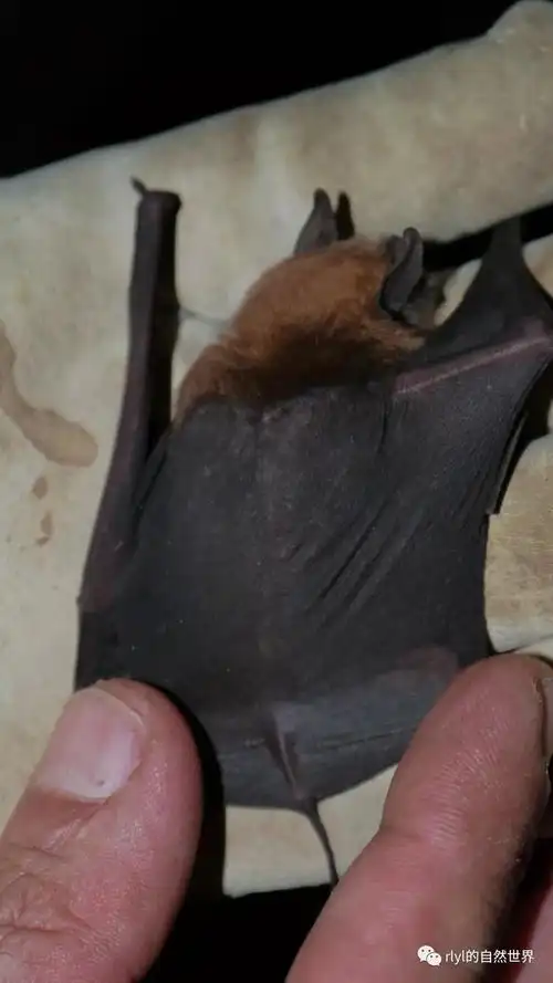 物种科普关于蝙蝠你了解多少