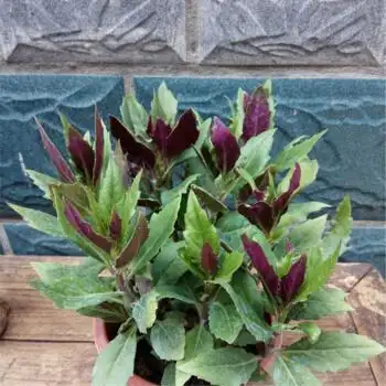 明月草盆栽苗 金鸡毛草 降糖降压草 神仙草 白背三七苗植物盆栽 紫叶