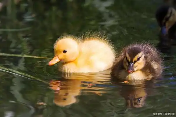 小鸭子在水面上怎么游泳