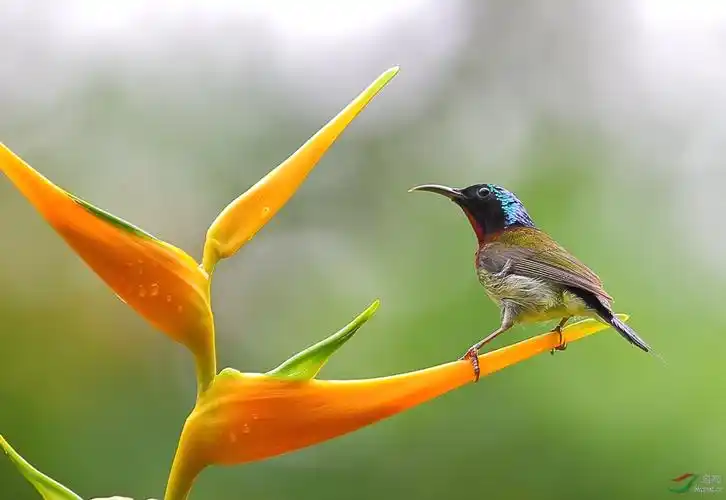 7月叉尾光临天堂鸟花组照