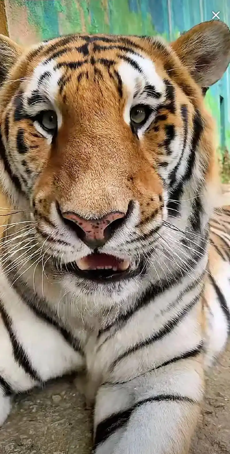 创作灵感 在凶的大猫也有温柔的一面#老虎图片 #图文伙伴计 - 抖音