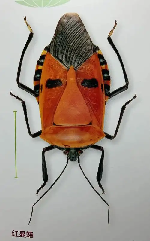 动森里奇奇怪怪,价格很贵的昆虫在自然界长什么样?