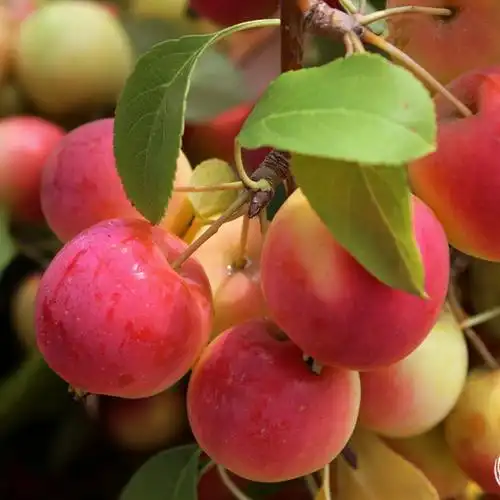 东北海棠果沙果现摘5斤 酸甜可口