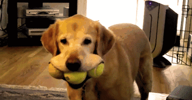 萌宠汪星人嘴巴真大眼神gif动图_动态图_表情包下载_soogif