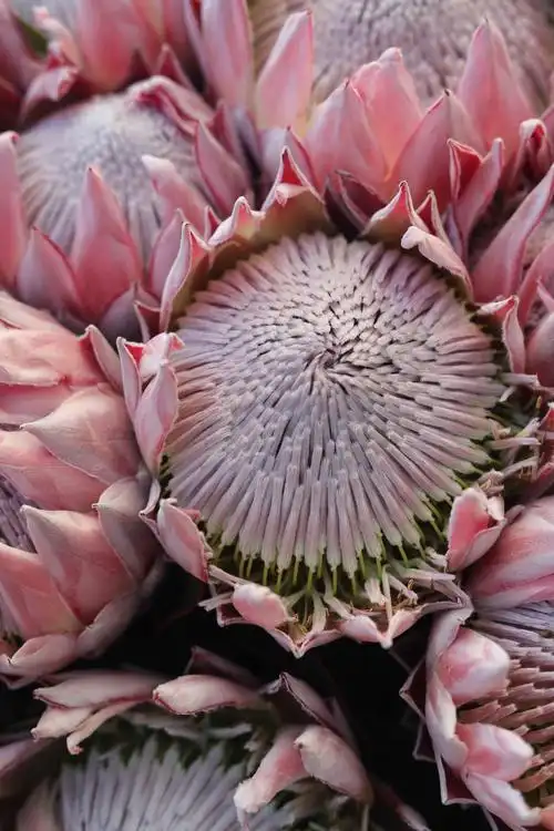 "花中之王"南非帝王花亮相华南植物园