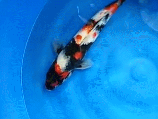 锦鲤玩家 - 龙巅锦鲤鱼