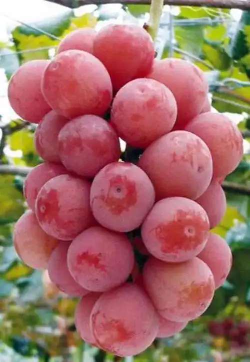 常见的水果种类100种(100多种罕见水果欣赏)