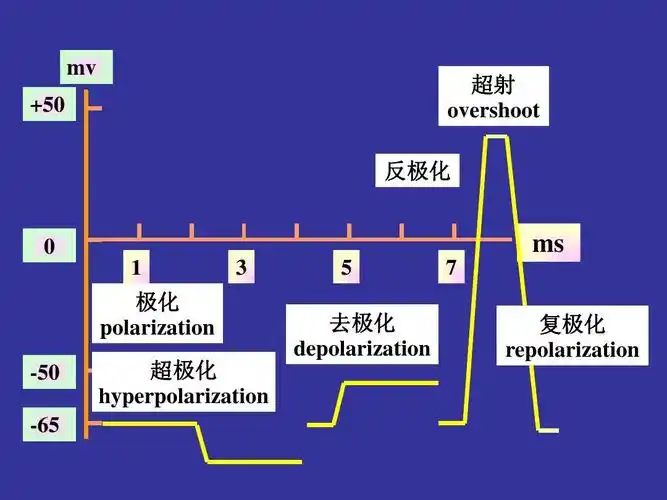 50 超射 overshoot 反极化 0 1 极化 polarization -50 -65 超极化