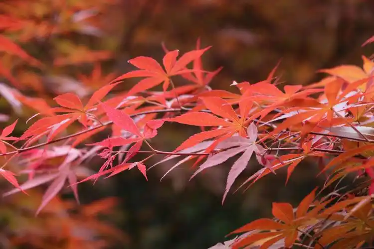 风景花草照18.11.12整理 一>