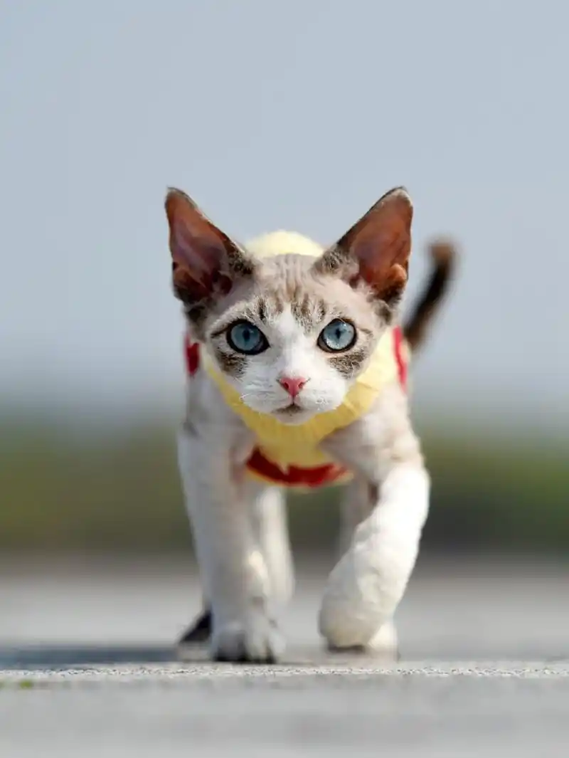 世界上还有这种猎奇的猫?颜值高掉毛少亲人活泼?形容词都不够了