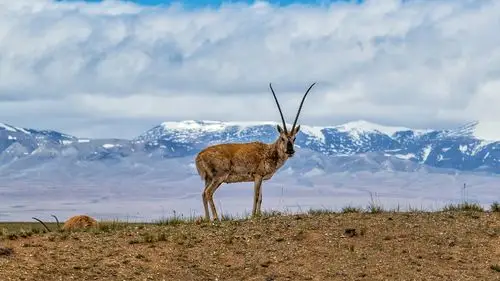一小群藏羚羊的头羊,有着美丽的长角和机警的双眼,我遇到它时它就在小