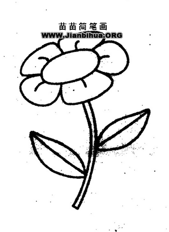 午时花万寿菊烟草花的简笔画 简笔画图片大全-普车都