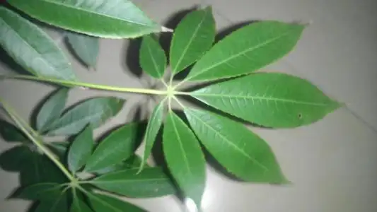 木棉花有几种颜色的花(木棉花的种类颜色大全)