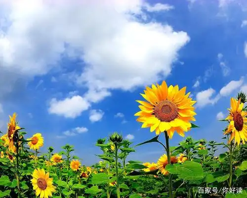 早安心语,唯美阳光,让人心情舒畅!