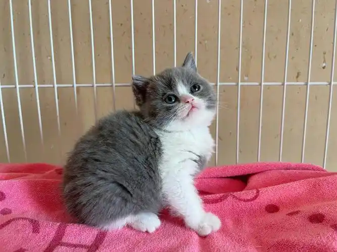 蓝猫英短幼崽幼猫