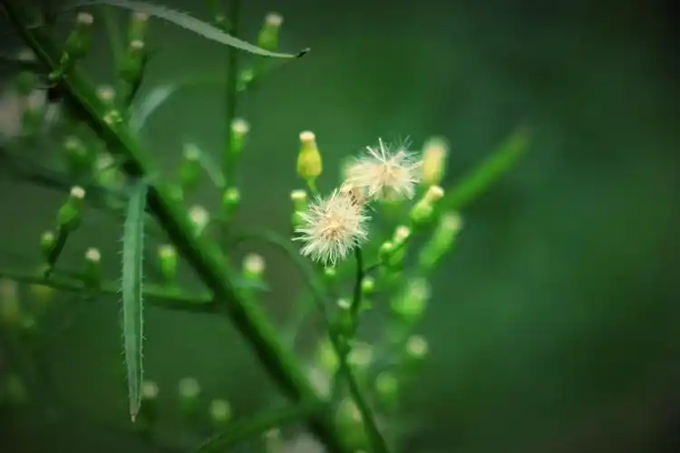 小蓬草【首发】