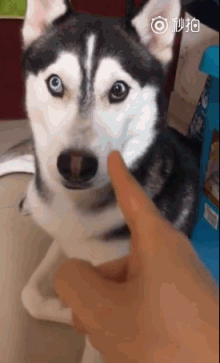 笑哭!二哈无缘无故遭主人训斥,满眼震惊,委屈成表情包