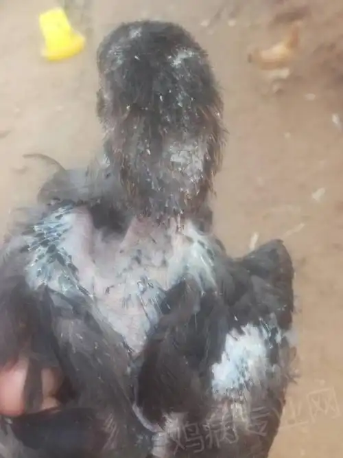 [麻鸡/黄鸡] 鸡掉毛厉害