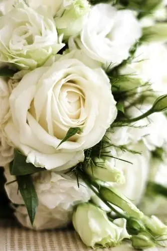 白玫瑰花束 iphone 壁纸