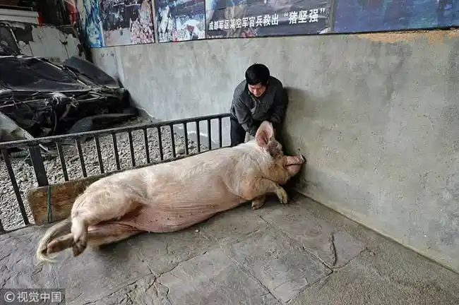 汶川地震"猪坚强"迎震后第10个冬天 独享"一室一厅"