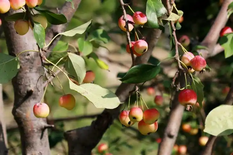 漂亮的海棠果福州