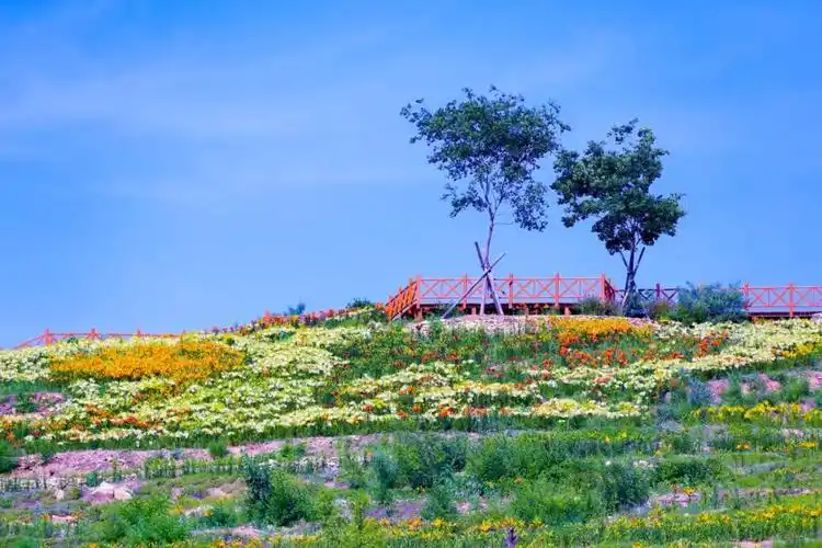 6月17日,百合和园正式开园,这个夏天,让我们相约百合和园,畅游花海!