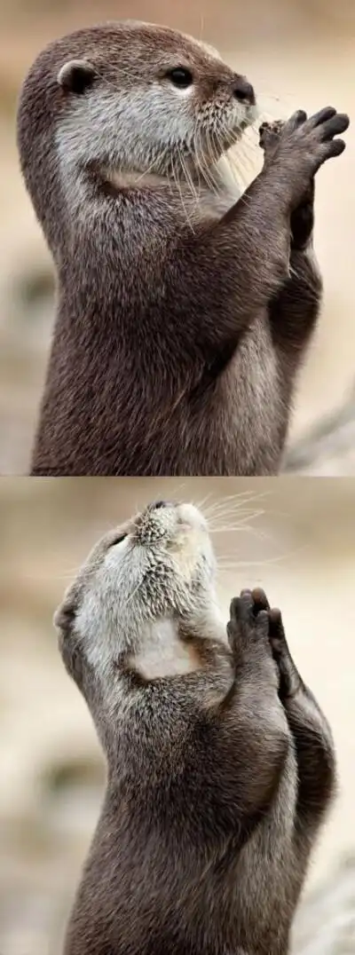 手双手合十照片