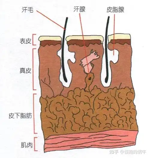 解密→毛孔粗大的元凶,竟是它们 - 知乎
