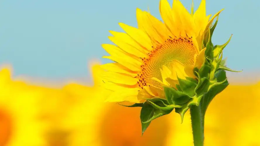 向日葵微距拍摄,背景虚化 壁纸 - 1920x1080