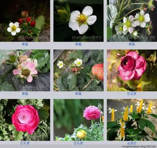 【转载】各种花卉名称图片大全
