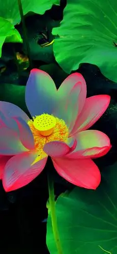 五彩斑斓,倾国倾城