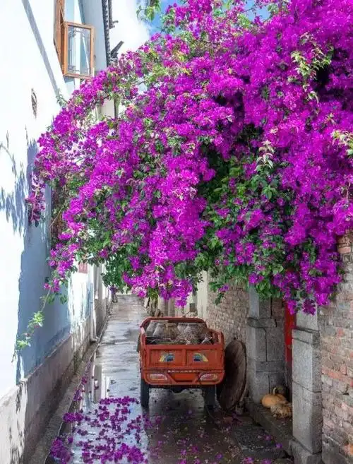 养花的朋友不管男女老少都有一颗少女心,都希望种植一款既漂亮又大气
