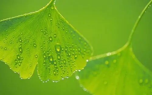 清新植物绿叶高清桌面壁纸