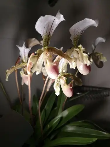 小叶兜兰艳丽姿美