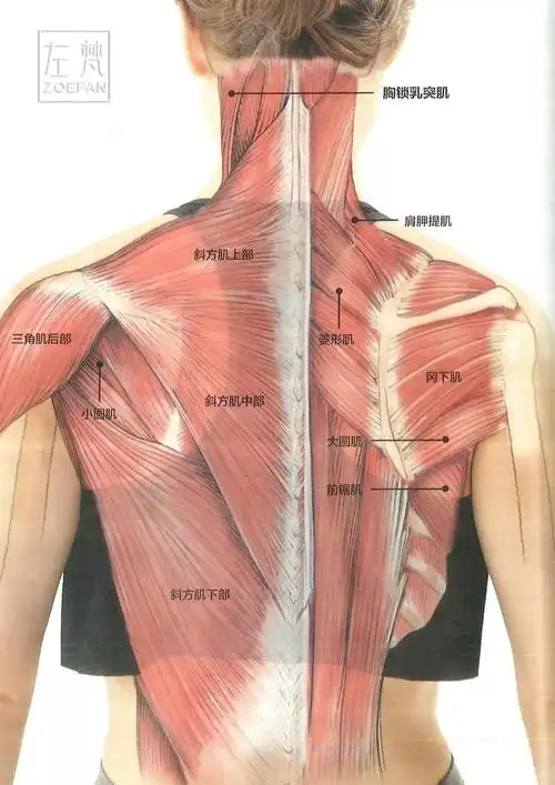 当你向前探头盯着屏幕的时候,你的颈部肌肉---尤其是肩胛提肌和斜方肌