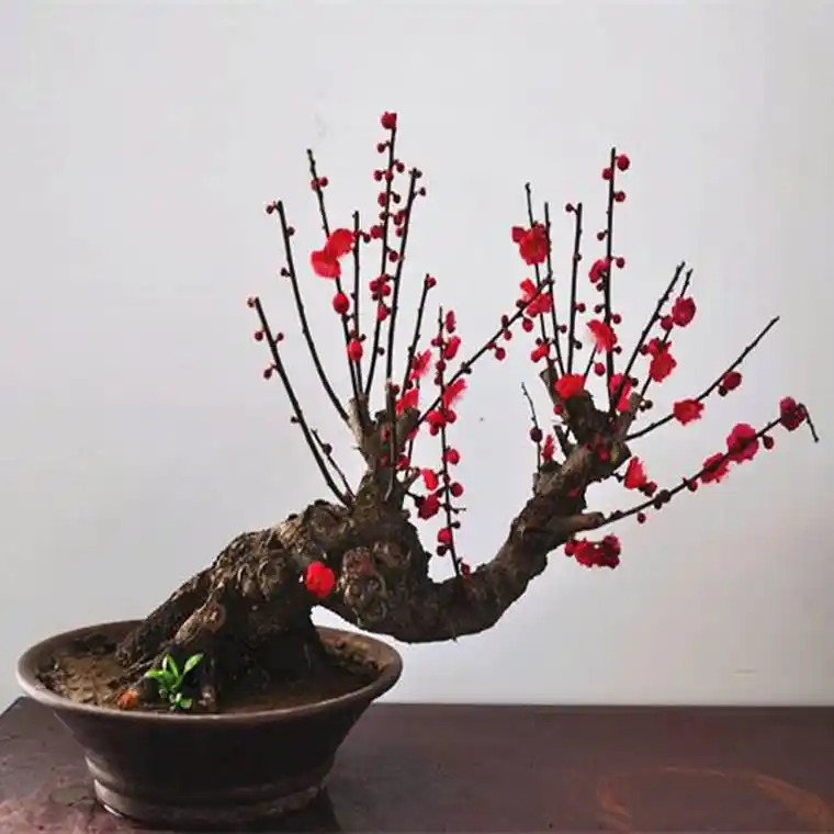 红梅盆景造型图片                  树桩盆景的制造口诀盆景,梅花
