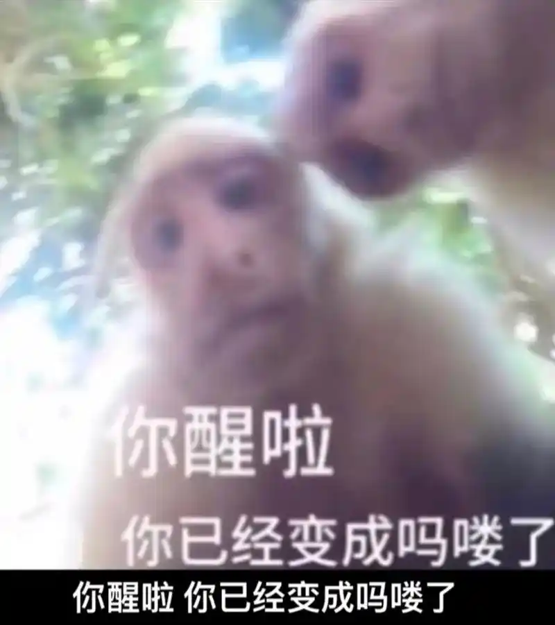 花果山的小吗喽.你醒啦 你已经变成吗喽了#吗喽 #吗喽表情包 - 抖音