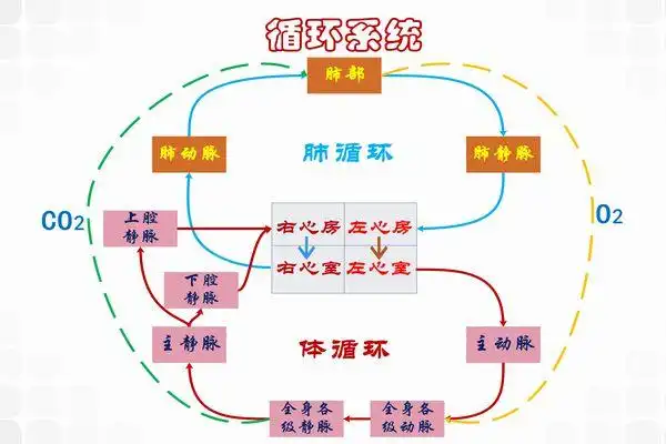 人体十大系统的思维导图人体全部系统