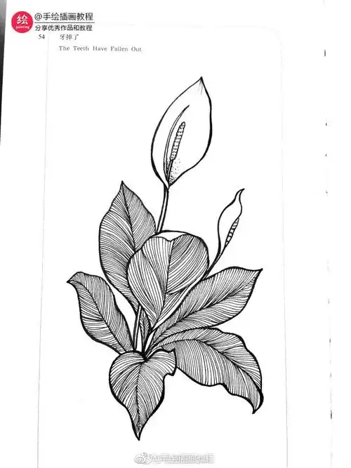 近期线条手绘小集 (作者: 会画画的云 )