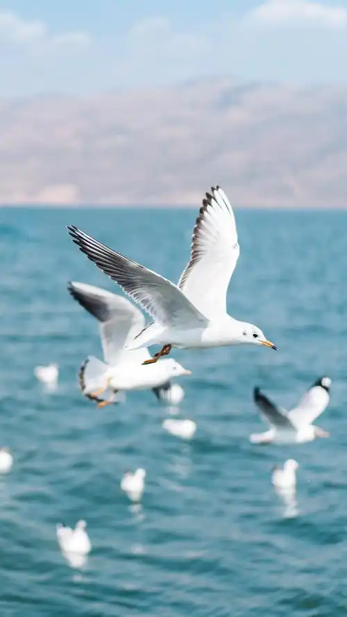 海鸥是大海带来的信物