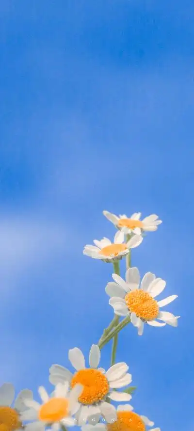 微信背景墙简单 - 堆糖,美图壁纸兴趣社区