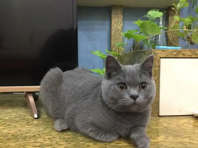 蓝猫七个月大了 喜欢翻垃圾桶 喜欢跟着我们脚跑 咬我们的脚 把老公