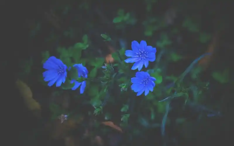 小蓝色的花,草,模糊 壁纸