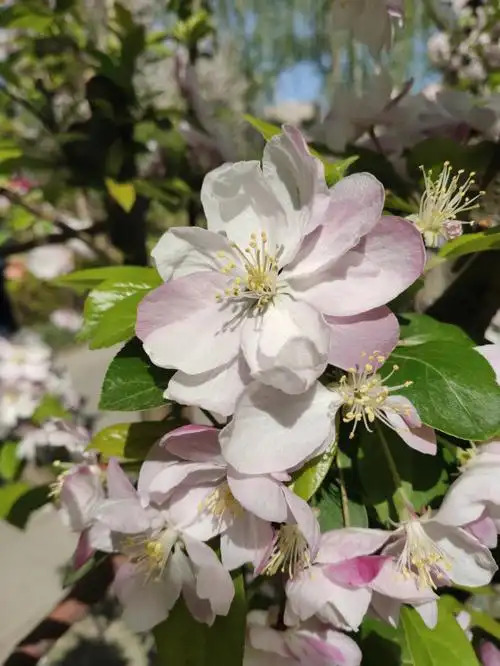 海棠花期元大都