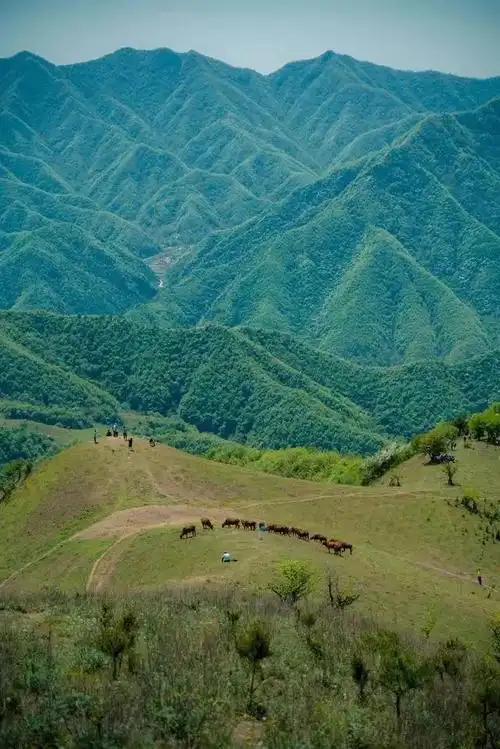 流峪草甸4月22日周四深闺中的高山牧场