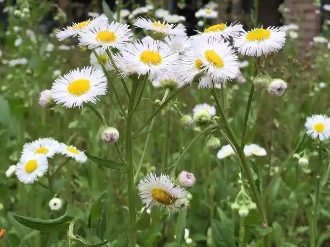 春飞蓬 - 手机类-摄影大赛2016 - 国家地理中文网