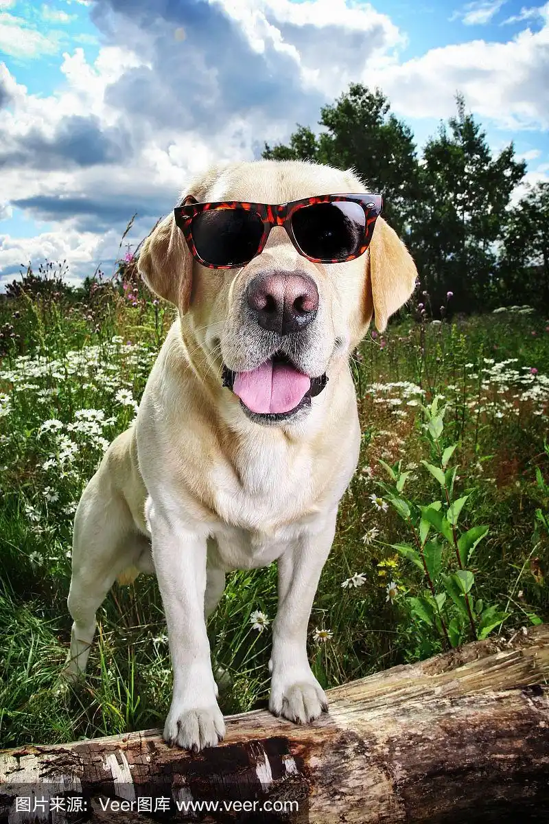 可笑的戴着墨镜的拉布拉多寻回犬坐在草地上