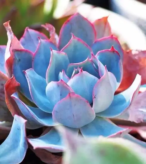 经典的蓝色多肉,秋天很"惊艳",快看看你养了没有!