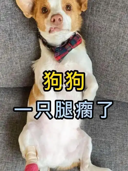 狗狗一只腿瘸了