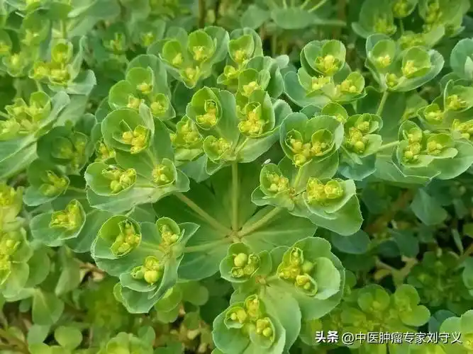 每日一味抗癌中药——泽漆,功效利水消肿散结,常用于多种肿瘤